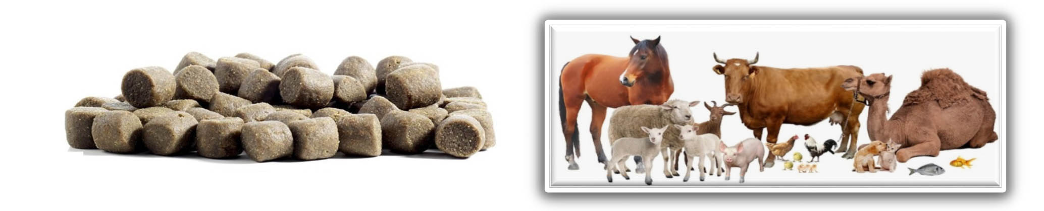 Ekstruder Yem Görseli